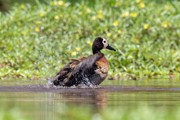 Dendrocygne veuf,.Dendrocygna viduata, White faced Whistling Duck