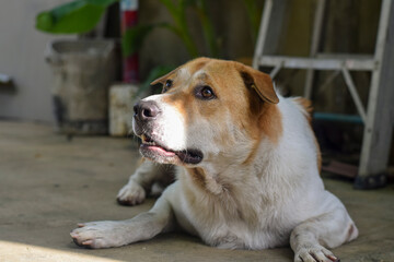 The dog made a funny face, lying on the floor in front of the house.