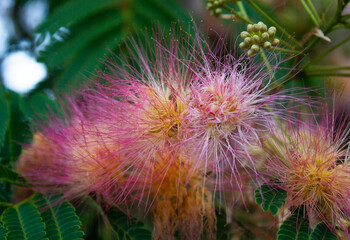 beautiful fluffy flowers of Acacia Lankaran tree (albicia) closeup