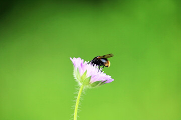 bumblebee collects flower nectar	