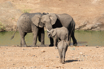 El&eacute;phant d'Afrique, Loxodonta africana, Parc national Kruger, Afrique du Sud