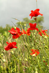 red poppy flowers,red, summer, nature, flowers, poppies,flora, rural, petal