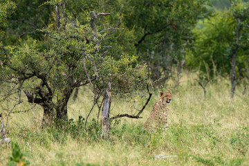 Guépard, cheetah, Acinonyx jubatus, Parc national Kruger, Afrique du Sud