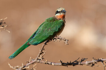 Guêpier à front blanc,.Merops bullockoides, White fronted Bee eater