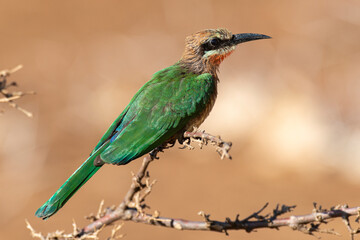 Guêpier à front blanc,.Merops bullockoides, White fronted Bee eater