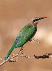Guêpier à front blanc,.Merops bullockoides, White fronted Bee eater
