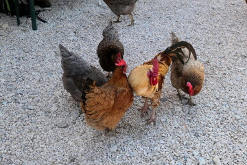free roaming chicken © Wolfgang Loeffler