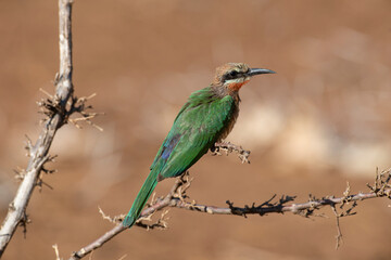 Guêpier à front blanc,.Merops bullockoides, White fronted Bee eater