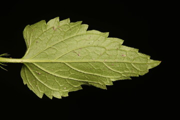 White Dead-Nettle (Lamium album). Leaf Closeup