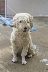 dog sat on the cement floor in front of the house.

