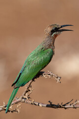 Guêpier à front blanc,.Merops bullockoides, White fronted Bee eater