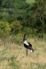 Jabiru d'Afrique.Ephippiorhynchus senegalensis, Saddle billed Stork, Afrique du Sud