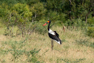 Jabiru d'Afrique.Ephippiorhynchus senegalensis, Saddle billed Stork, Afrique du Sud