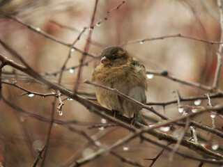 House sparrow (Passer domesticus) in Belarus
