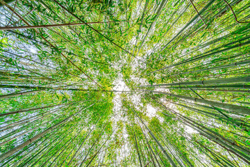 【エコイメージ】マイナスイオンたっぷりな森林