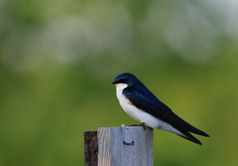 A Tree Swallow (Tachycineta bicolor) sitting on a post on green.  Shot in Ontario, Canada.