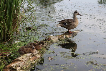 
Wild duck with grown-up ducklings sit on a log that lies in the water