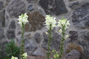 White antirrinum blooms in the garden in summer