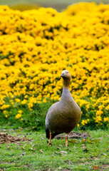 Ouette à tête rousse,.Chloephaga rubidiceps, Ruddy headed Goose, Iles Falkland, Malouines