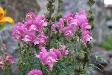 
Pink antirrinum blooms in the garden in summer