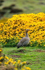 Fototapeta premium Ouette à tête rousse,.Chloephaga rubidiceps, Ruddy headed Goose, Iles Falkland, Malouines