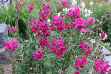 
Pink antirrinum blooms in the garden in summer