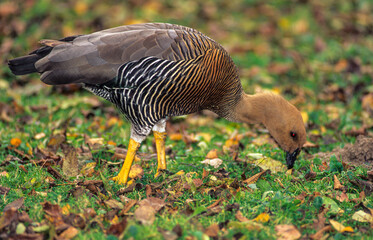 Ouette de Magellan,.Chloephaga picta, Upland Goose