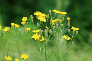 beautiful wildflowers close-up
