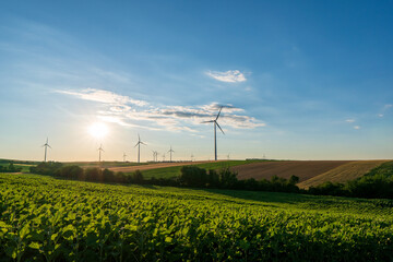 Wind turbines and agricultural field on a summer sunset day. Energy production, clean and renewable energy.