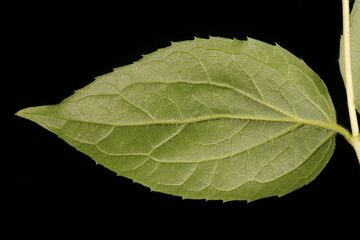 Mock-Orange (Philadelphus coronarius). Leaf Closeup