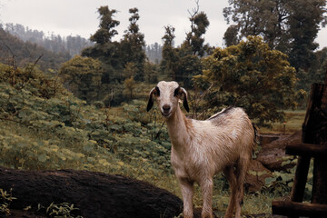 GOAT IN NATURAL LOCATION OF SOUTH GUJARAT AREA