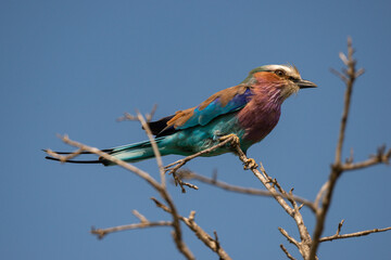 Rollier à longs brins,. Coracias caudatus, Lilac breasted Roller