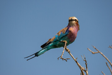 Rollier à longs brins,. Coracias caudatus, Lilac breasted Roller