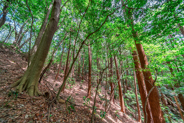 【エコイメージ】マイナスイオンたっぷりな森林