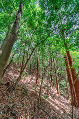 【エコイメージ】マイナスイオンたっぷりな森林