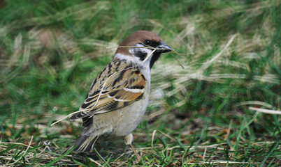 Eurasian tree sparrow (Passer montanus) in Belarus