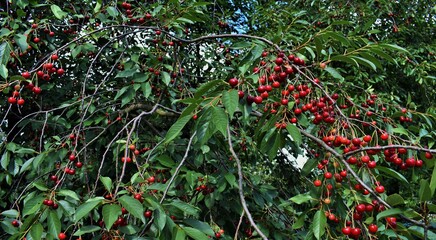red and green leaves