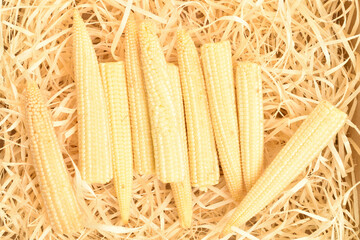 Sweet ripe mini corn, close-up, on wood shavings.