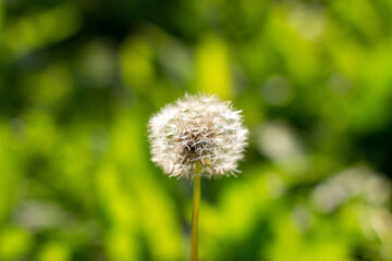 White dandelions close-up on a green background.