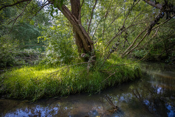 Fototapeta premium Beautiful murky river floating through a lush, green area. Reflections from trees. All green picture.