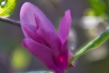 Fototapeta premium close up of a purple magnolia flower, ohoto made in Weert the Netherlands