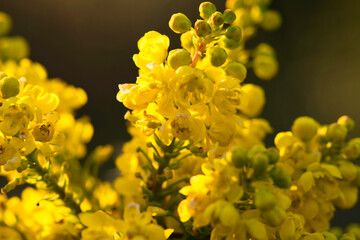 Mahonia media charity yellow flowers macro photo made in Weert the Netherlands