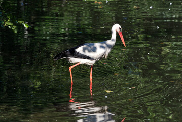 Storch bei der Jagd auf Föhr