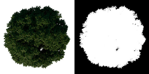Top view tree (Common Maple 1) white background alpha png 3D Rendering Ilustracion 3D