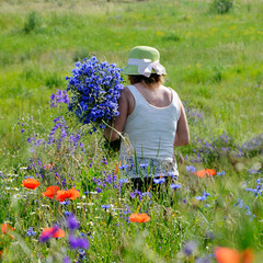 A woman in a hat walks through a meadow with a large bouquet of cornflowers. An elderly woman holds in her hands the wildflowers. A middle-aged woman in the background: poppies, daisies. Rearview.