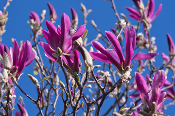 purple magnolia flowers in the garden photo