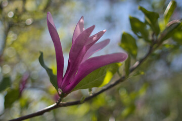 Fototapeta premium Pink magnolia flower in the spring photo made in Weert the Netherlands