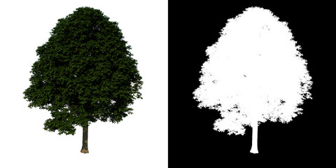 Front view tree (Common Maple 2) white background alpha png 3D Rendering Ilustracion 3D