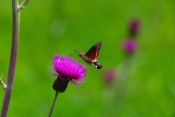 Anflug zur roten Distel