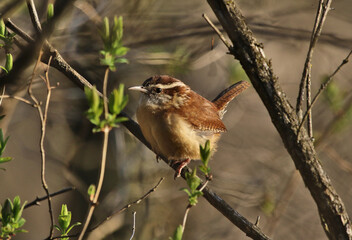 A Carolina Wren (Thryothorus ludovicianus) resting on a branch, shot in Cambridge, Ontario, Canada.